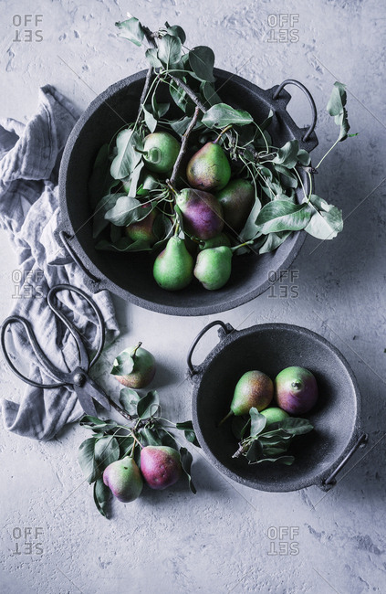 Still life of pears freshly picked