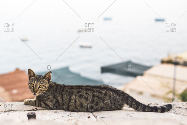 Malta, Valletta, cat lying on wall