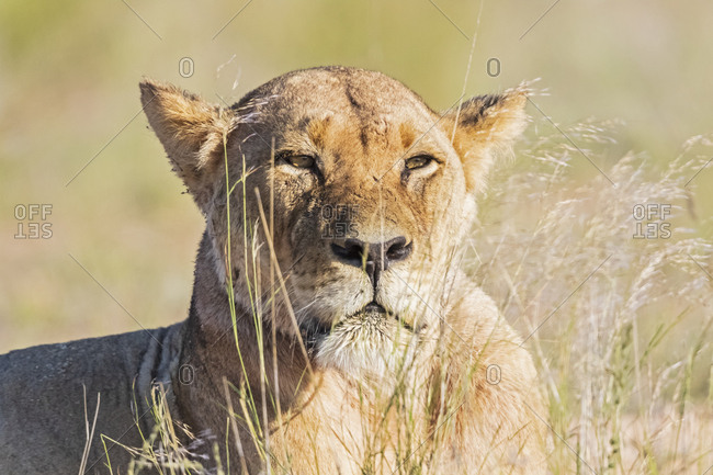 Botswana, Kgalagadi Transfrontier Park, portrait of lioness