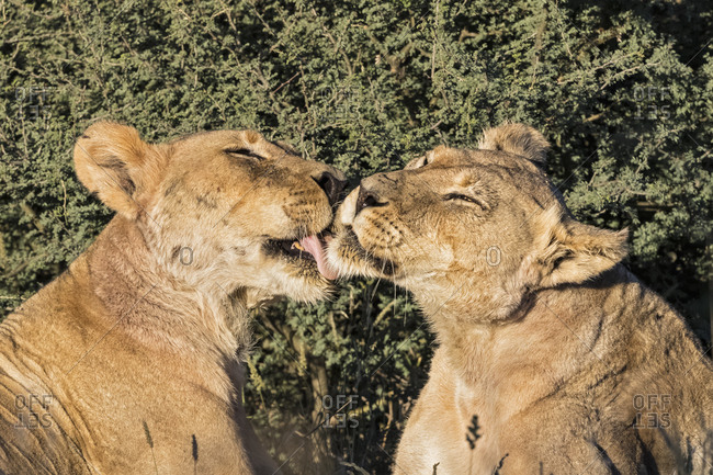 Botswana, Kgalagadi Transfrontier Park, grooming lioness