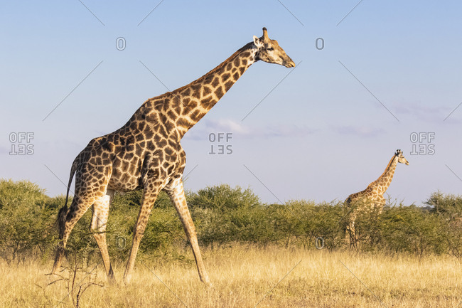 Botswana, Kalahari, Central Kalahari Game Reserve, Giraffes walking, Giraffa camelopardalis