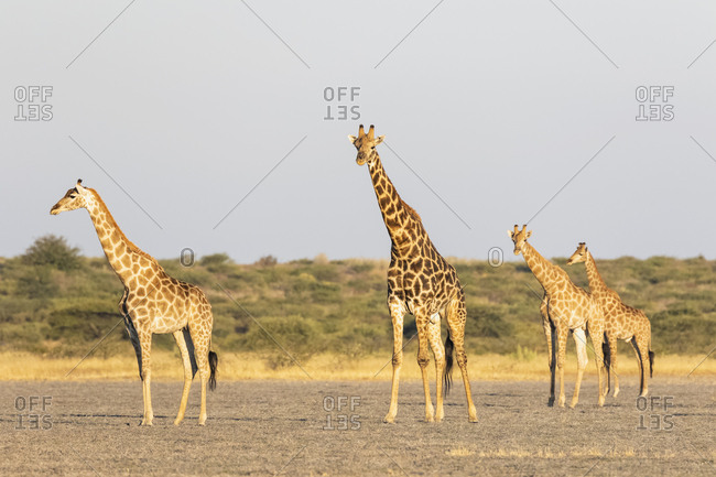 Botswana, Kalahari, Central Kalahari Game Reserve,