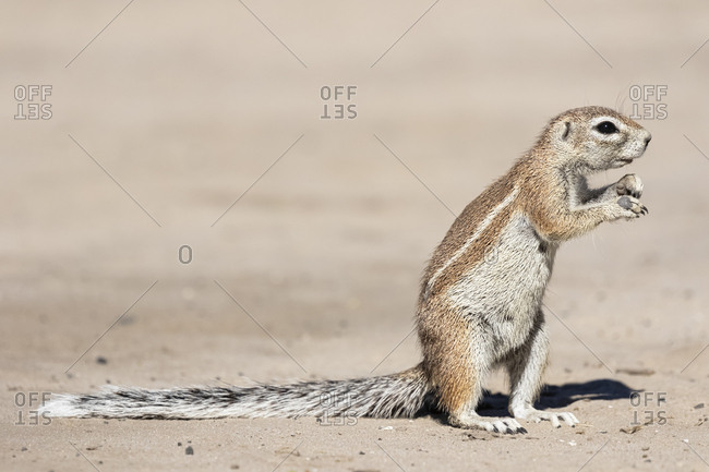 Botswana, Kalahari, Central Kalahari Game Reserve, Unstriped ground squirrel, Xerus rutilus