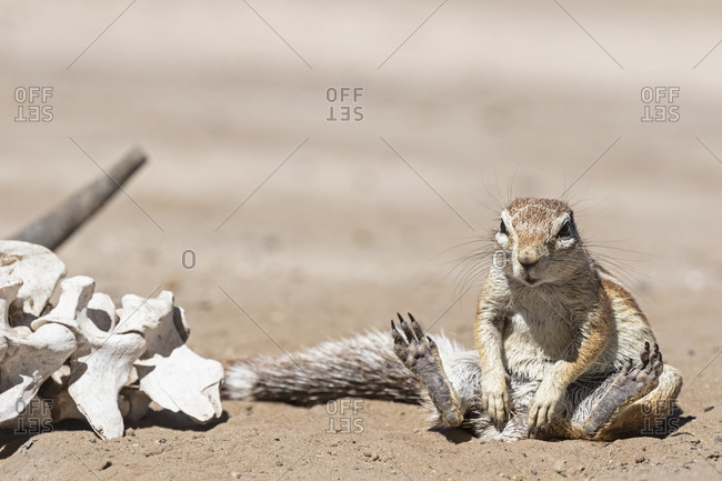 Botswana, Kalahari, Central Kalahari Game Reserve, Unstriped ground squirrels, Xerus rutilus