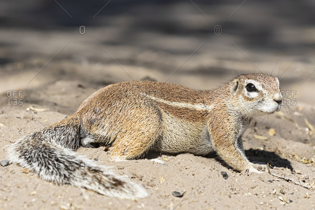 Botswana, Kalahari, Central Kalahari Game Reserve, Unstriped ground squirrel, Xerus rutilus