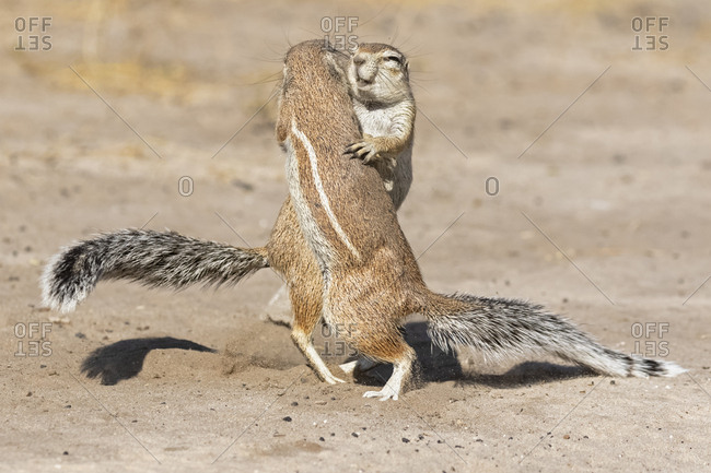 Botswana, Kalahari, Central Kalahari Game Reserve, Unstriped ground squirrels, Xerus rutilus