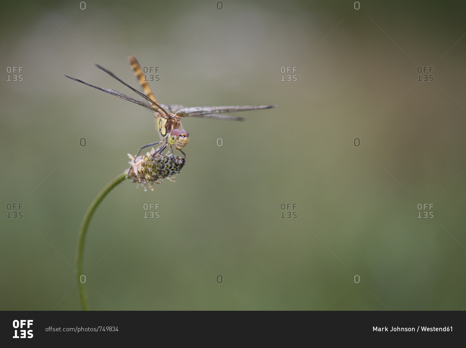 Common darter firefly, Sympetrum striolatum, hovering over flower
