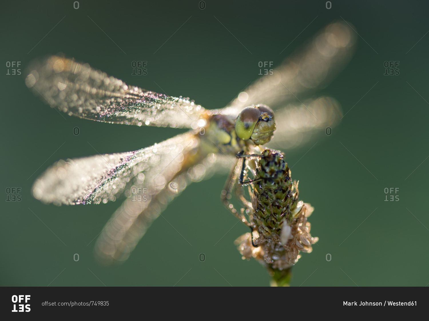 Common darter firefly, Sympetrum striolatum, hovering over flower