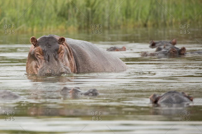 hippopotamus herd stock photos - OFFSET