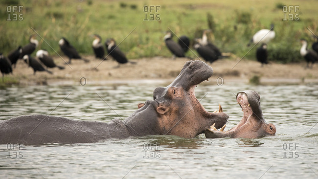 Hiopoptimus Fight for Territory in Uganda Refuge