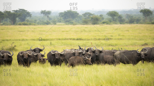 African Buffalo Herd Looks on in Refuge in Uganda