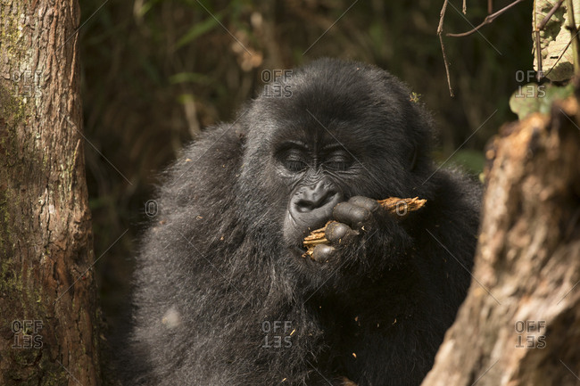 Mountain Gorilla Youth Enjoys Snack of Wood in Uganda Preserve