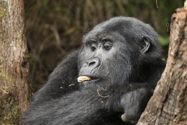 Mountain Gorilla Takes Bit of Wood in Uganda