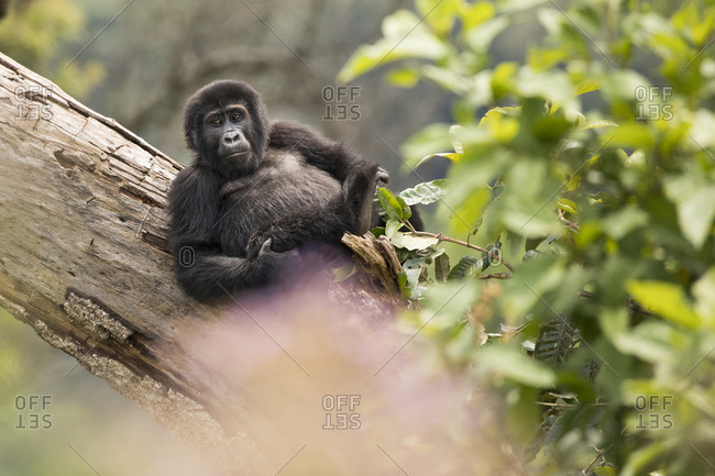 Mountain Gorilla Sits in Trees in Uganda