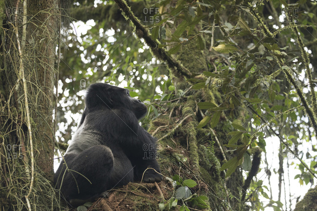 Mountain Gorilla Sits in Tree Perch in Uganda