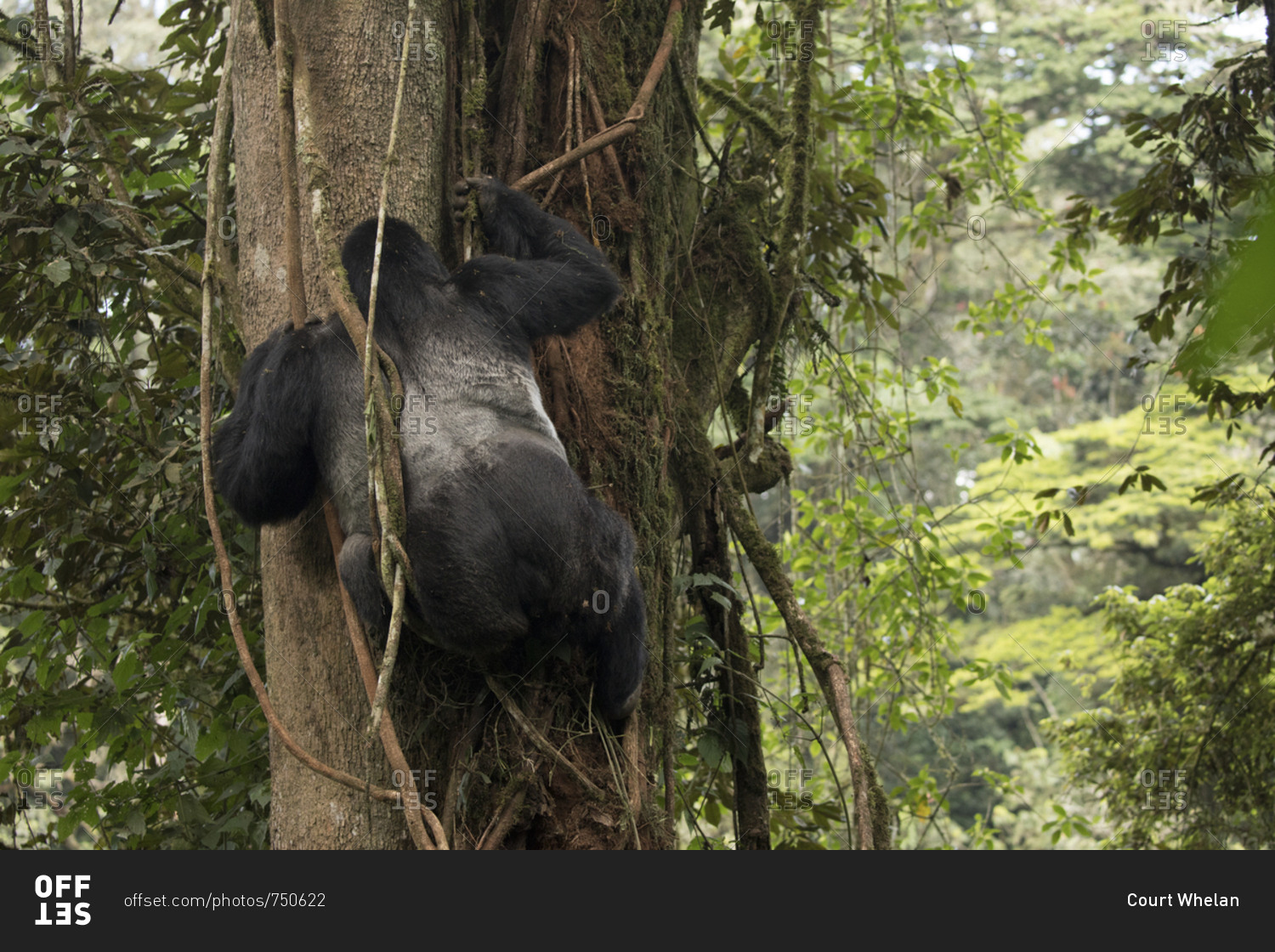 Adult Mountain Gorilla Hangs from Vines in Treetops in Uganda Preserve
