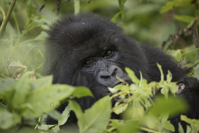 Mountain Gorilla Peeks Out of Forest in Uganda Preserve