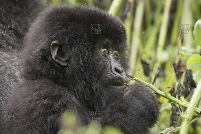 Baby Mountain Gorilla Looks Up into Trees in Uganda Refuge