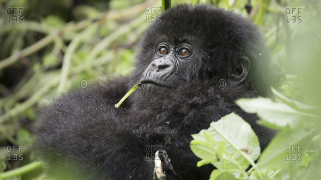Leaves Hang out of Mouth of Baby Mountain Gorilla in Uganda Refuge