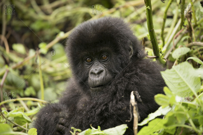 Baby Mountain Gorilla Looks Curiously Toward Camera in Uganda