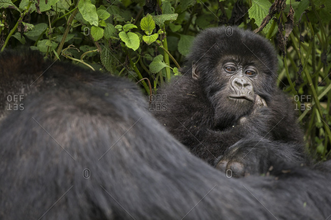 Baby Mountain Gorilla Clings to Mama in Preserve in Uganda