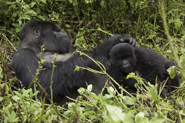 Two Mountain Gorilla Rest on Ground at Uganda Preserve