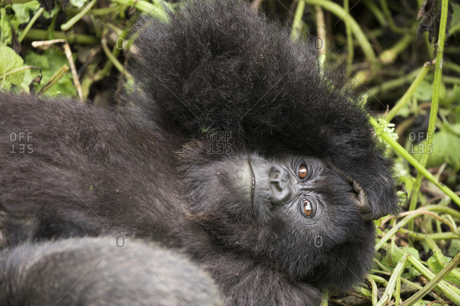 Juvenile Mountain Gorilla Rests on Ground in Refuge in Uganda