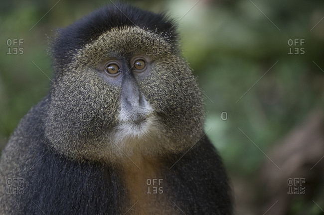 Golden Monkey Adult Rests on the Ground in Preserve in Uganda