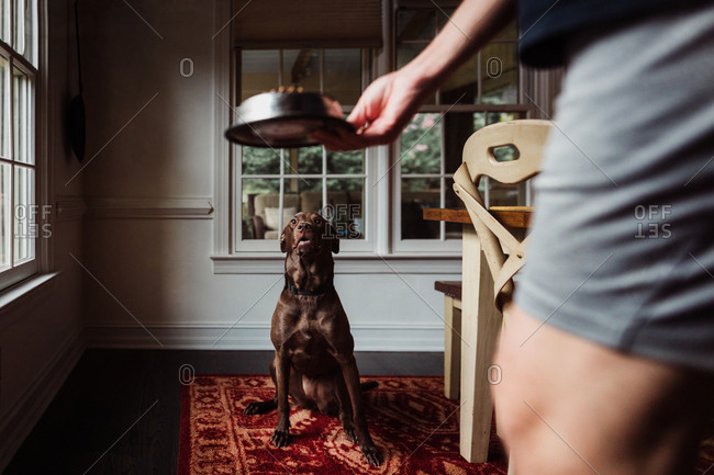 Person feeding brown dog