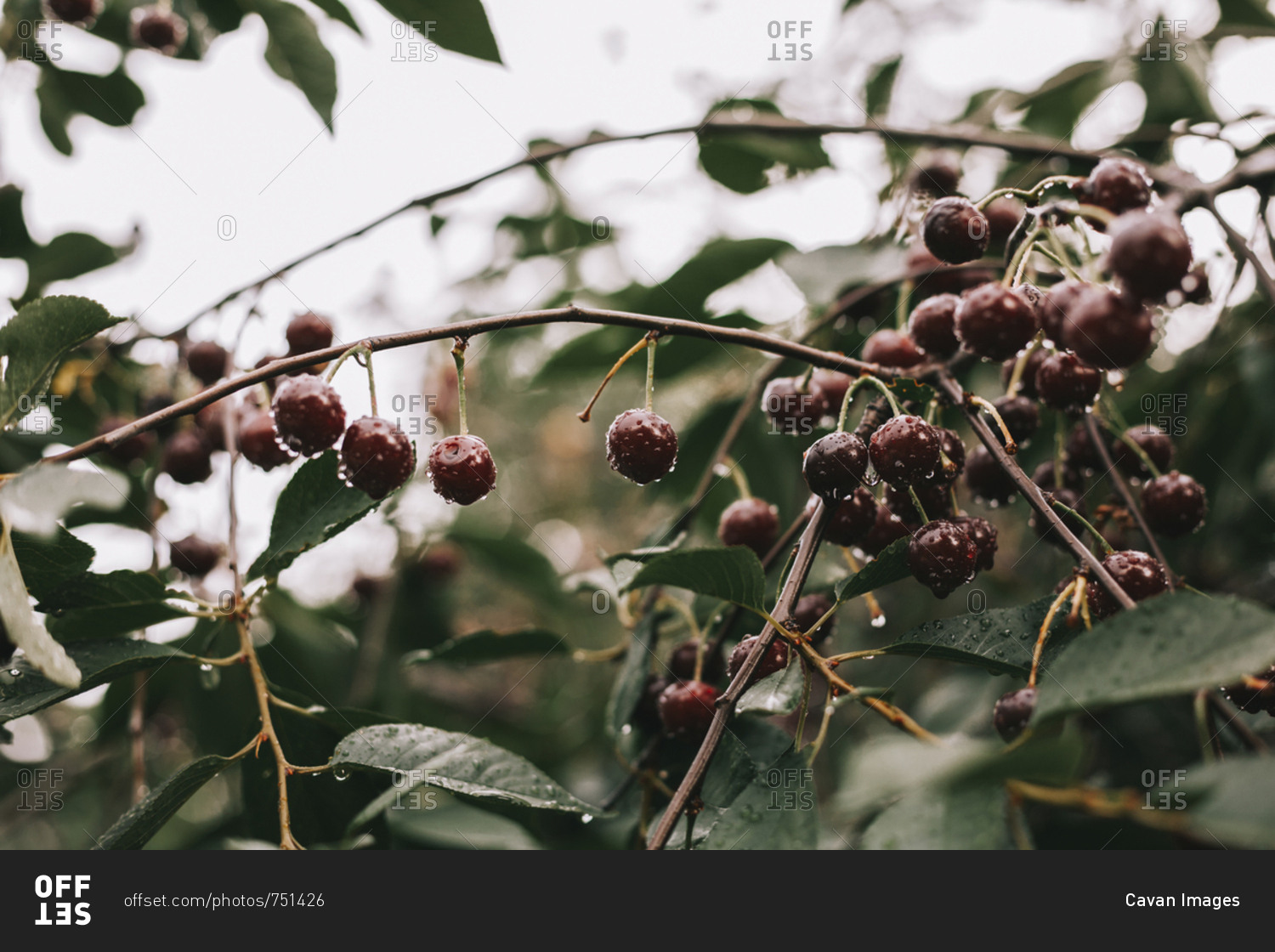 Close-up of wet cherries growing on branches during rainy season