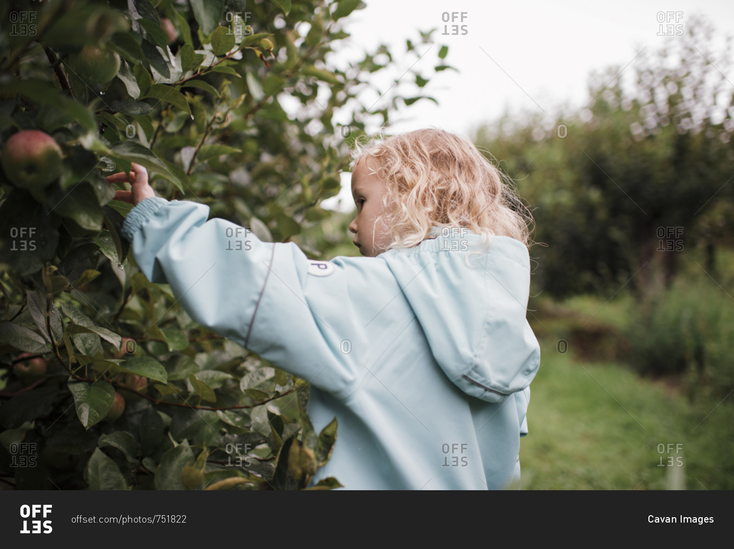 Side view of girl wearing raincoat picking apples from fruit tree at orchard