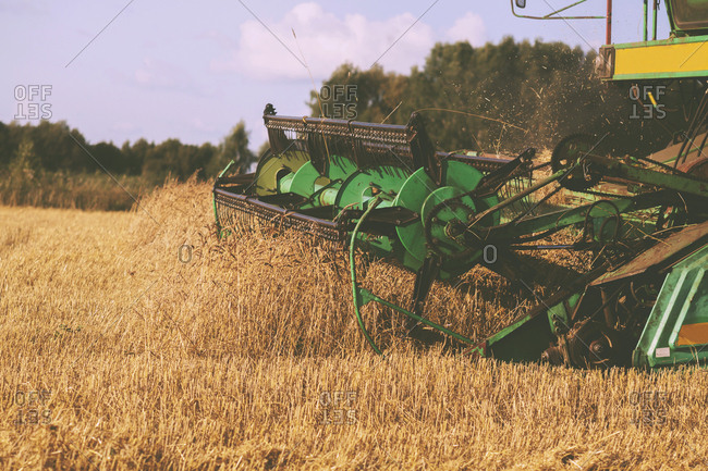 Combine harvesting wheat fields