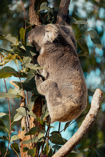 Koala climbing a eucalyptus tree