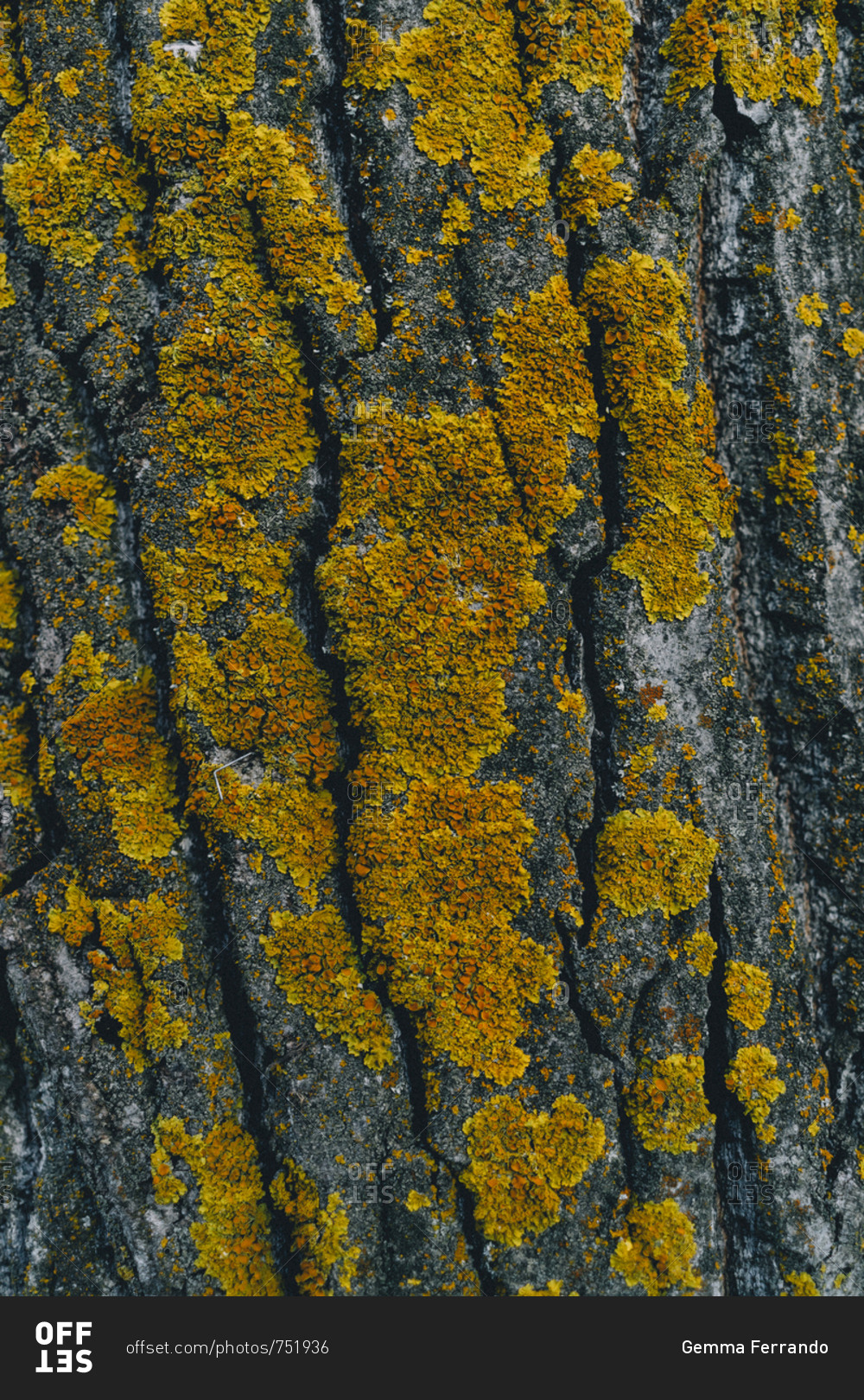 Download Yellow Fungus On A Tree Trunk In Autumn Stock Photo Offset