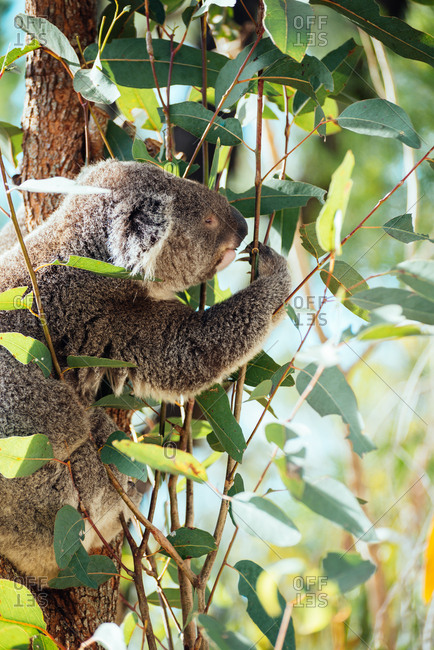 Koala foraging in a eucalyptus tree