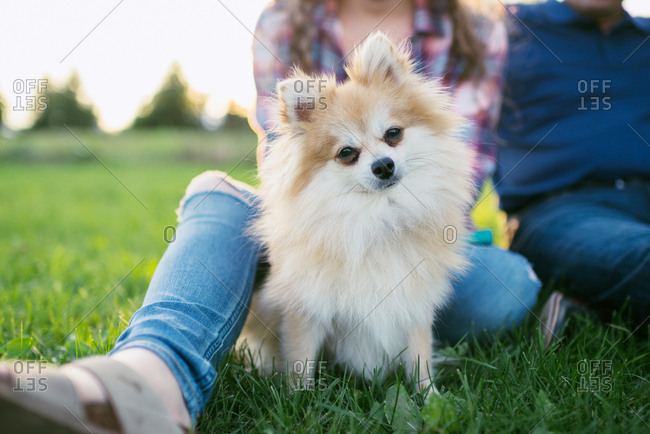 Fluffy Pomeranian dog sitting with person on lawn at park stock photo -  OFFSET