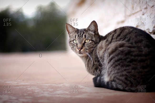 Close up of a cute cat outside