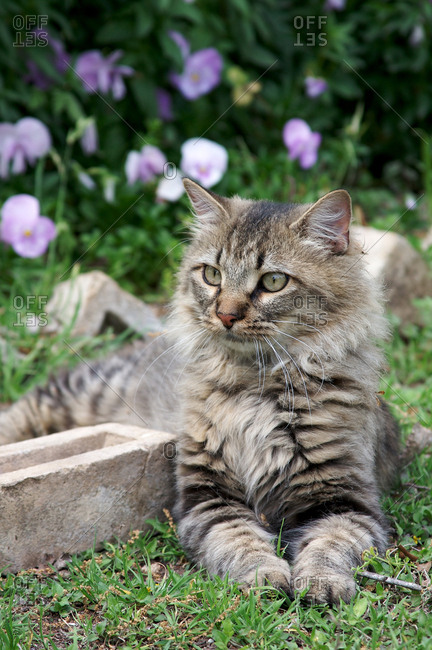 Main coon cat in grass