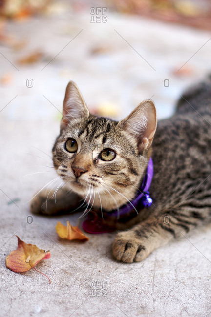 Tabby cat by leaves