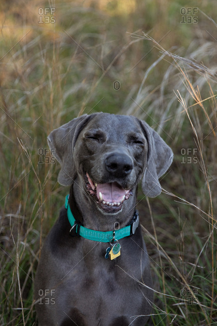 Happy (No Suggestions) dog in tall grass