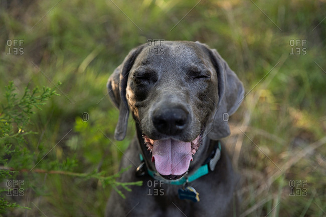 Weimaraner dog in tall grass