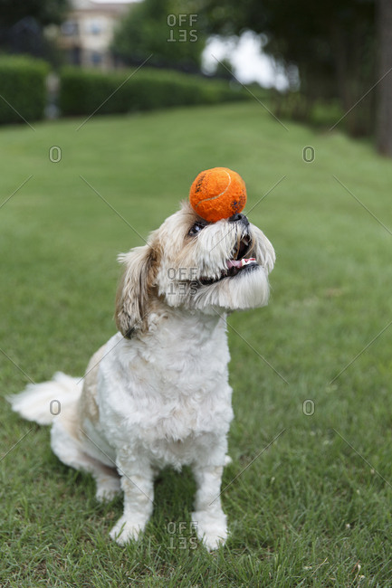 Furry dog with ball on its nose