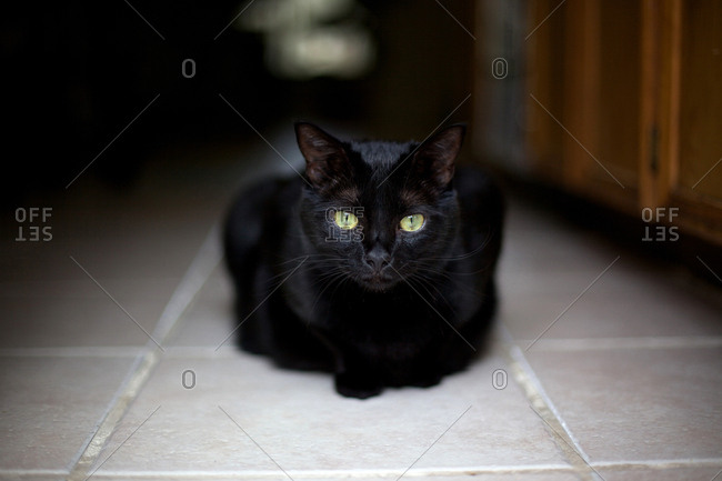 Black cat on kitchen floor