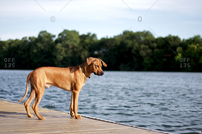 Rhodesian ridgeback dog looking into lake from dock