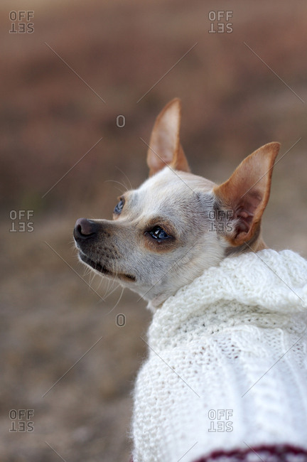 Close up of a Chihuahua wearing a sweater
