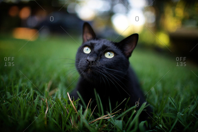 Black cat resting in grass