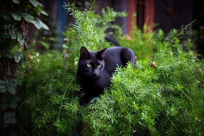 Black cat playing in a bush
