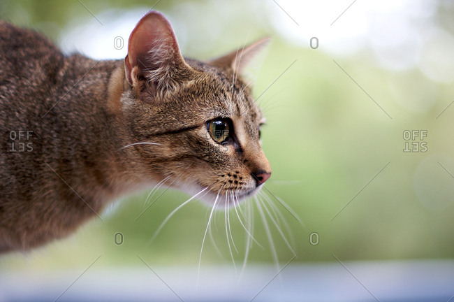 Profile of a brown cat