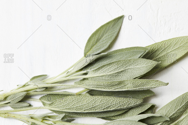 Sage leaves from the Offset Collection