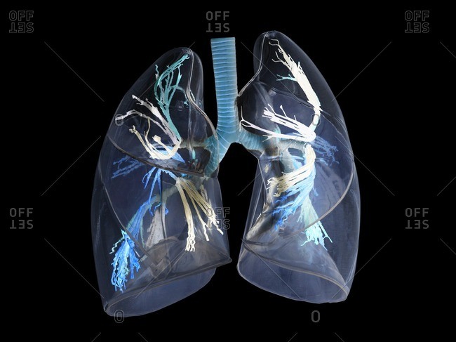 Illustration of the human lungs